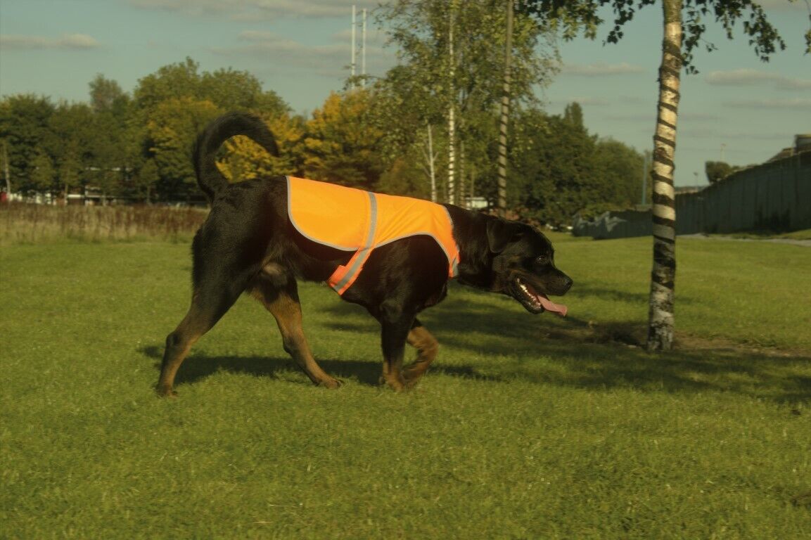 I'm Working Do Not Printed High Vis Hi Viz Dog Pet Safety Vest Reflective Coat 