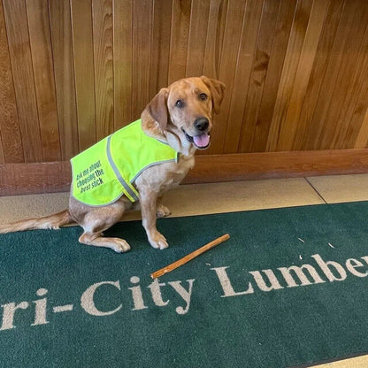 Personalised High Vis Dog Coat Custom Printed Hi Viz Pet Safety Vest Reflective 